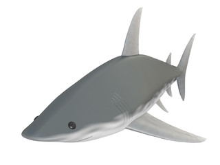 shark on a white background