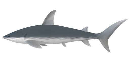 shark on a white background