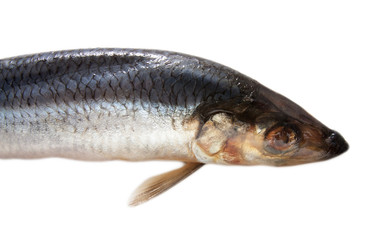 Salted herring isolated on the white background