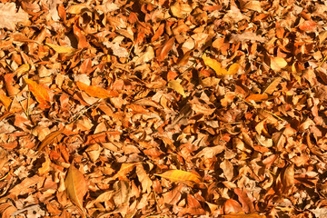 Thick yellow rug of autumn leaves