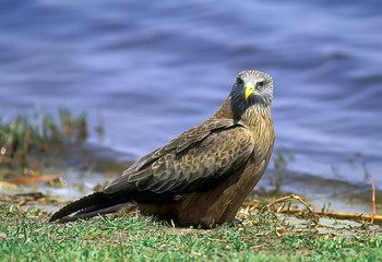 Wahlberg's Eagle