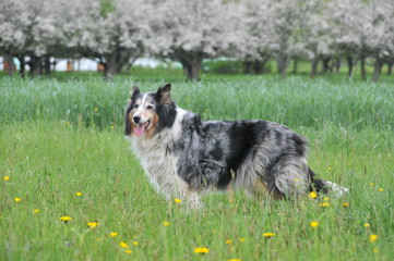 Collie Hündin steht im Frühling in Blumenwiese