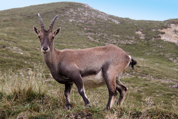 Bouquetin