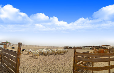 Ewes in the farm with Wooden fence in panoramic view