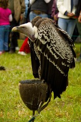 Vulture