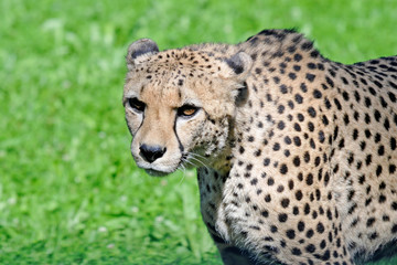 closeup of a cheetah