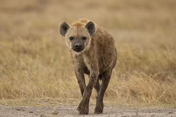 Fototapeta premium Iena a spasso nella savana