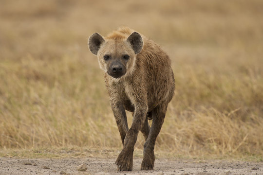 Iena a spasso nella savana