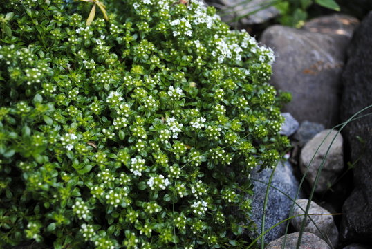 Thymian
