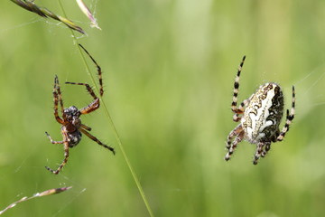 Eichblatt-Radspinne mit Männchen