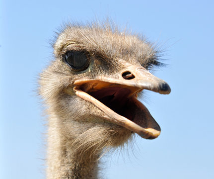 portrait of a scolding ostrich