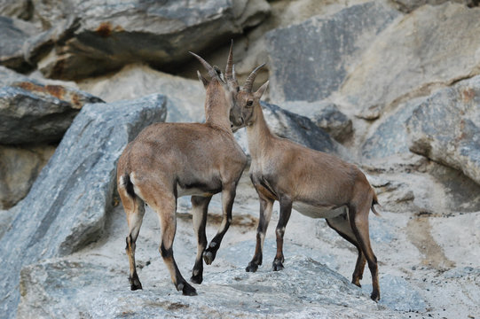 two fighting ibexes