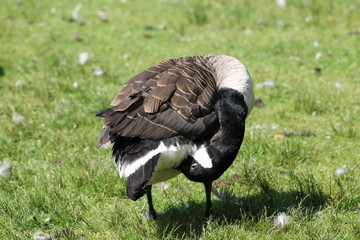 Nahaufnahme Gans © Ralf_M