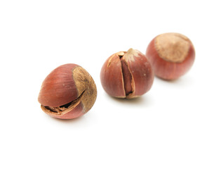 hazelnuts on a white background