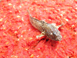 fish, dnister river,