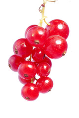 rote Johannisbeeren