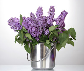 beautiful lilac flowers in metal bucket isolated on white