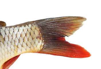 Fish tail,carp