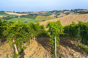 Fototapeta na wymiar Marsze (Włochy) - Pejzaż na lato: winnice