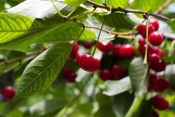 Obraz premium red cherries on the tree