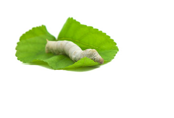 silkworm with mulberry leaf