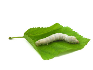 silkworm with mulberry leaf