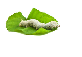 silkworm with mulberry leaf