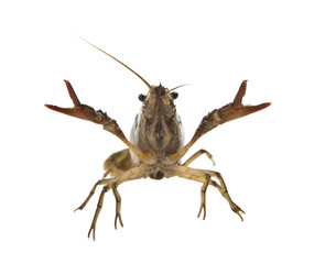 crayfish studio shoot with isolated white background