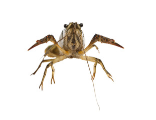 crayfish studio shoot with isolated white background