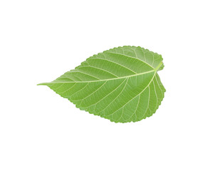 Green leaf of Hibiscus; closeup on white background