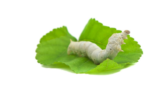 silkworm with mulberry leaf