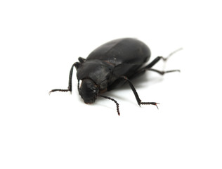 ground beetle