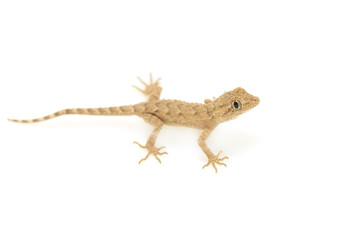 Naklejka premium lizard on a white background