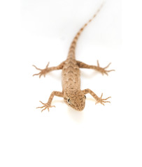 lizard on a white background