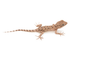 Obraz premium brown spotted gecko reptile isolated on white, view from above