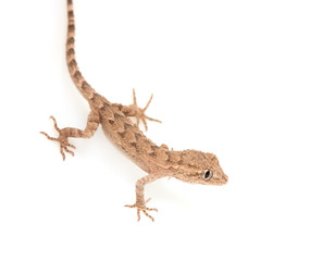 brown spotted gecko reptile isolated on white, view from above