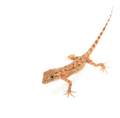 brown spotted gecko reptile isolated on white