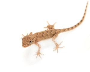 brown spotted gecko reptile isolated on white, view from above