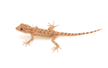 brown spotted gecko reptile isolated on white, view from above