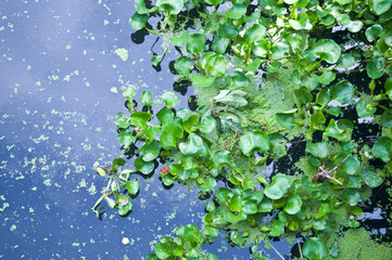 Water hyacinth
