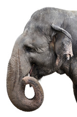 Obraz premium Elephant Portrait