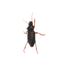 insect dung beetle isolated on white