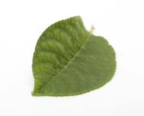 Green small leaf on the white background