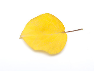Naklejka premium yellow leaves on white background