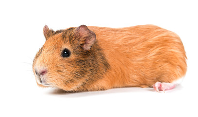 guinea pig