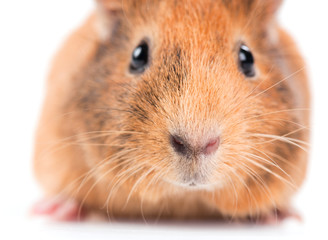 Fototapeta premium guinea pig