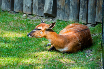 Sitatunga - (Tragelaphus spekii)
