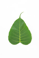 Pipal leaf on white background