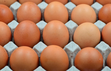 Chicken brown egg closeup