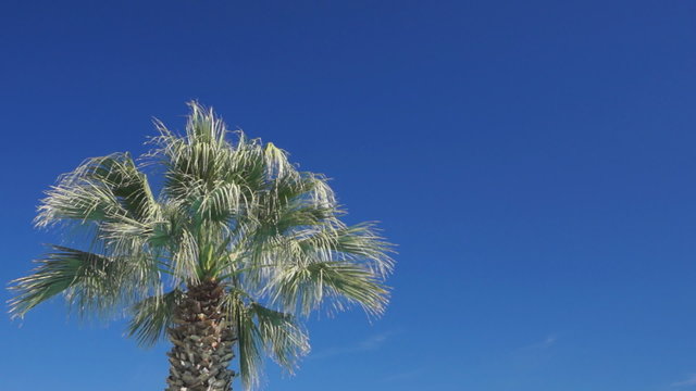 Palm tree and blue sky background